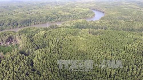 International Day of Forests: FAO calls on Central American countries to protect the “green lung” - ảnh 1